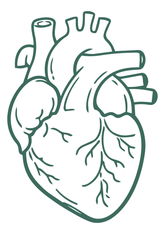 The Ancient Heart & Circulation Code